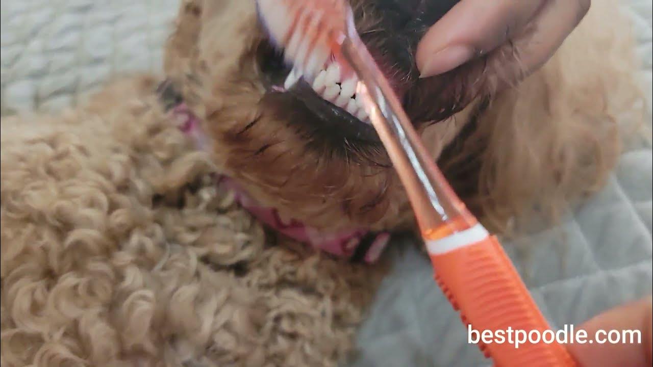 HOW TO CLEAN A POODLE'S TEETH YouTube
