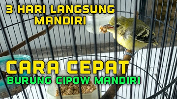 Melatih anakan burung sirtu/cipow agar cepat mandiri