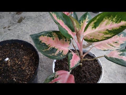 Como propagar Aglaonema em casa - Método fácil e rápido