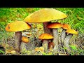 Грибы в конце июня - много грибов в сухом лесу ! Супер тихая охота ! Грибы 2021