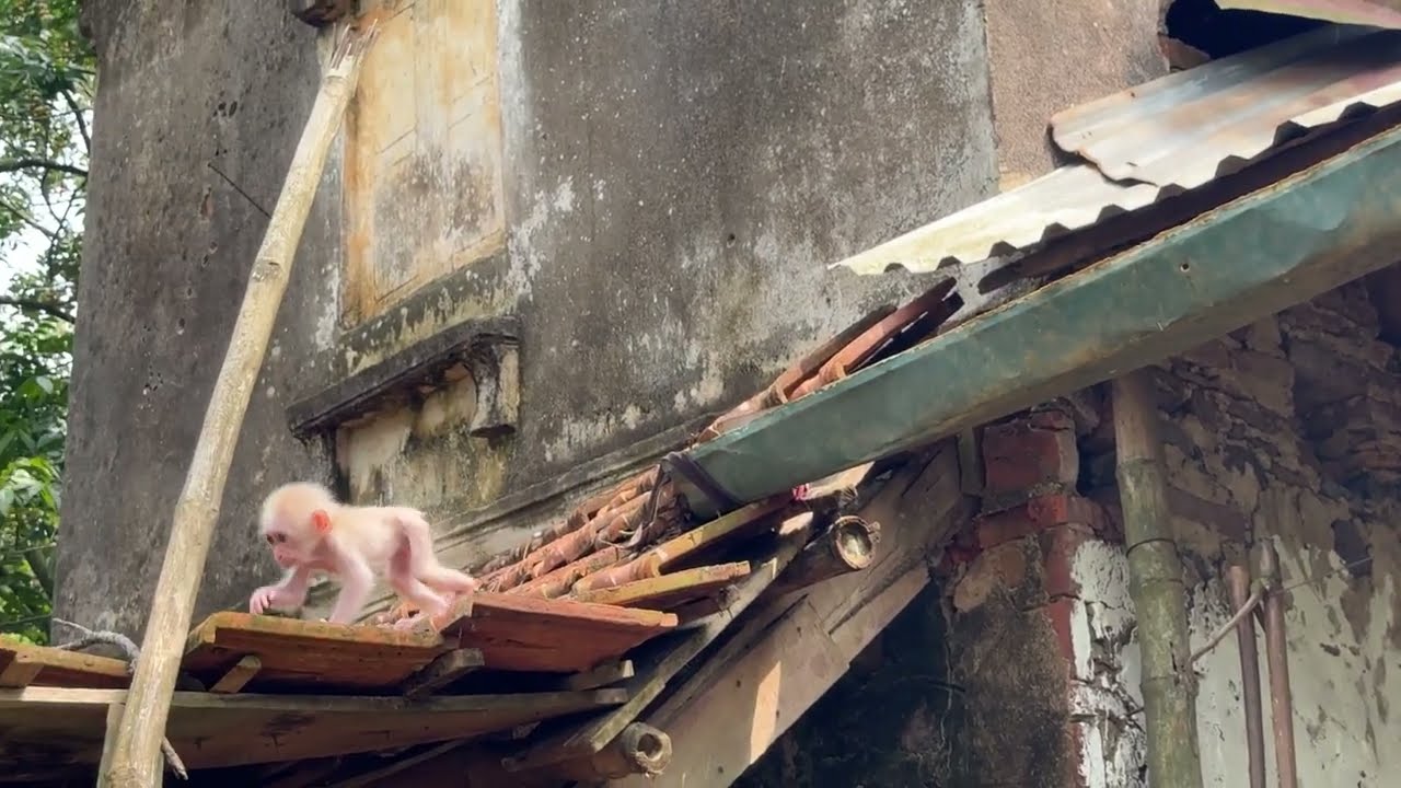 Baby monkey Kabiworried to ask the lumberjack for help when he is stuck on the roof!