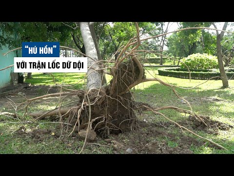 Video Người Sài Gòn 