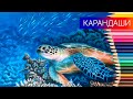 Морская черепаха ✎  рисунок цветными карандашами ✎ таймлапс