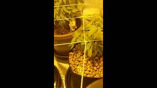 Grow#1 video#3