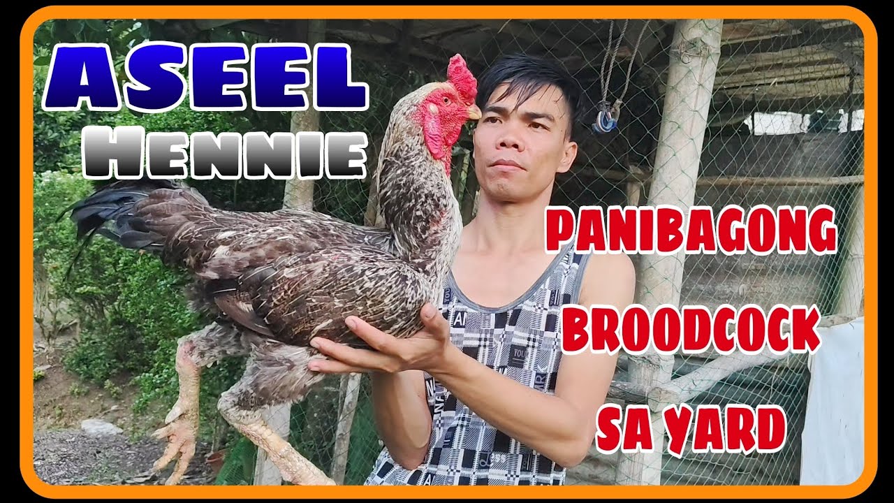 ASEEL HENNIE NA BROODCOCK||KAUNA-UNAHANG HENNIE SA YARD😍