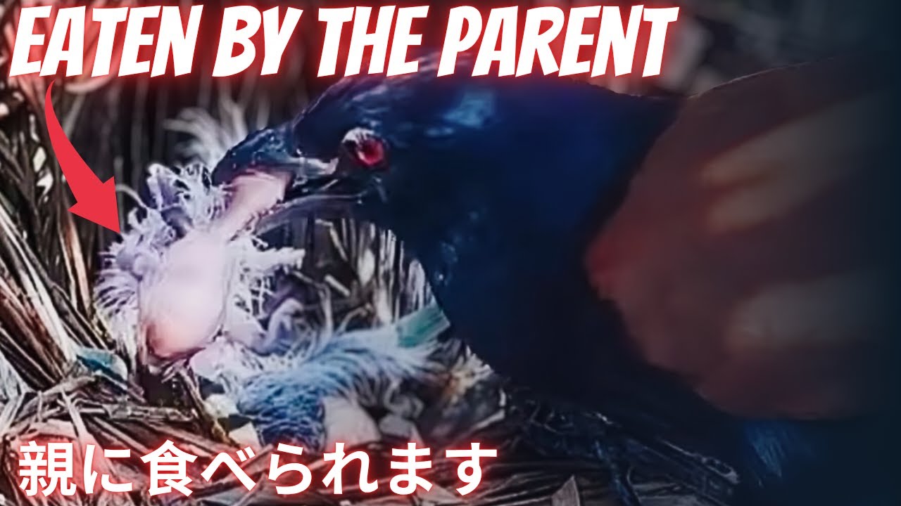 Съесть ребенка самостоятельно