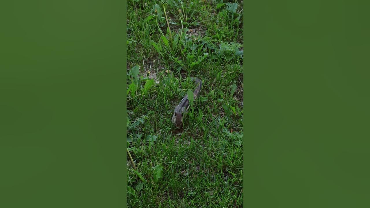 Chipmunk/ бурундук (Элвин и бурундуки) - YouTube