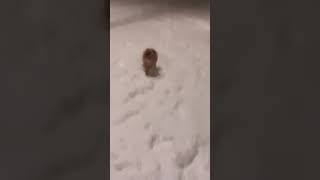 Simplemente Feliz..ni Frío Ni Calor..roky