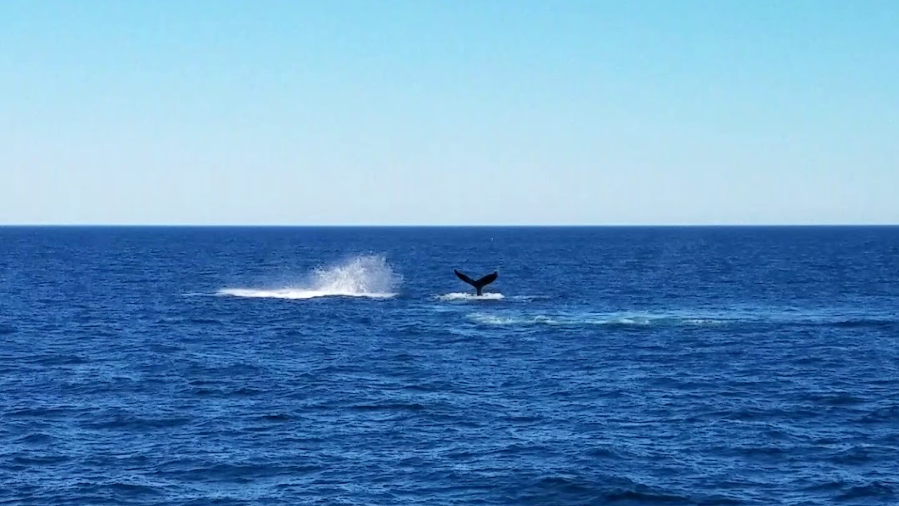 Whale watching in Bar Harbor 8/10/2018 part 1 - YouTube