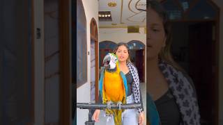 🦜माचिस लेने गया तोता ❤️#video #dosti #parrot #birds #training #parrots #love #shorts #viralvideo