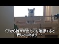 『ひとり』じゃいられない…！ １歳になっても超絶 "寂しがり犬"