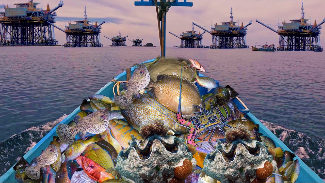 Bắt Tôm Hùm - Sò Tai Tượng | Chỗ Này Có 100 Cái Giàn Khoan Hút Dầu Nguy Hiểm (P5)