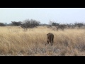 Hunting Lionesses (May be only &quot;training&quot; ?) - Leonesse a caccia (  Forse solo &quot;allenamento&quot; ?)