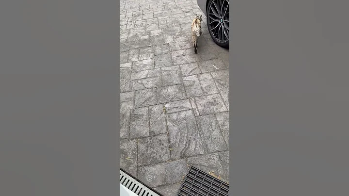 Video 9546741: bengal tiger, bengal catlover, bengal kitty