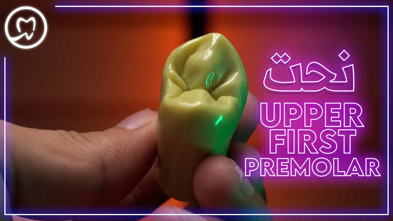 نحت الضاحك العلوي الأول خطوة بخطوة | Upper First Premolar Tooth Carving