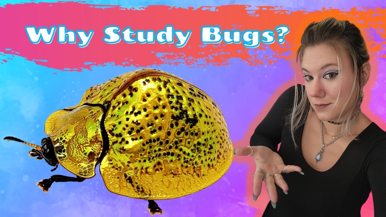 Why is Entomology Important? YouTube