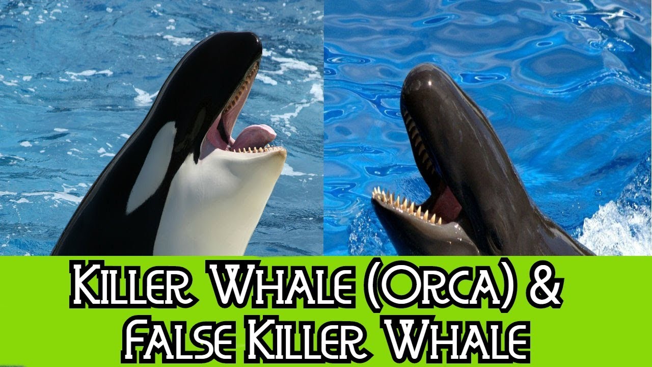 Killer Whale & False Killer Whale - The Differences - YouTube