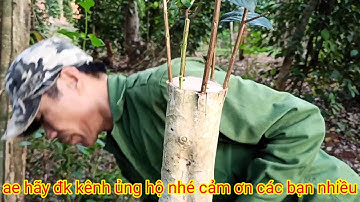 cách ghép tường vi vào cây bằng lăng đơn giản hiệu quả