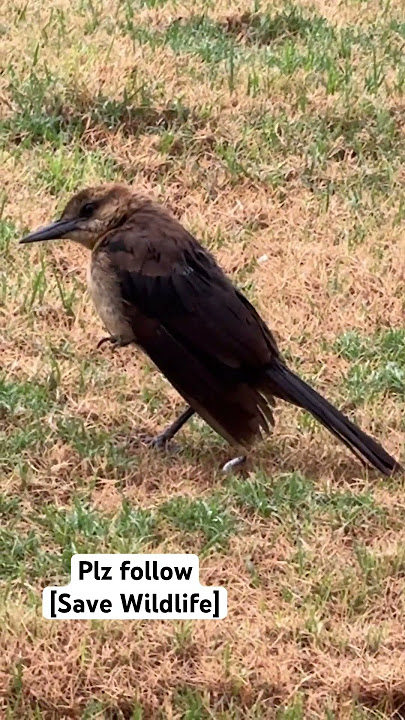 One Leg Bird