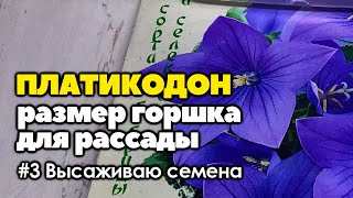 видео: #3 Размер горшков для выращивания рассады платикодона | Как вырастить платикодон из семян | 2021 год картинка: #3 Размер горшков для выращивания рассады платикодона | Как вырастить платикодон из семян | 2021 год