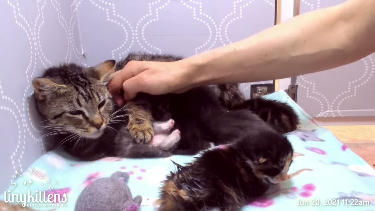 Feral mama Pomelo enjoys pets for the first time!