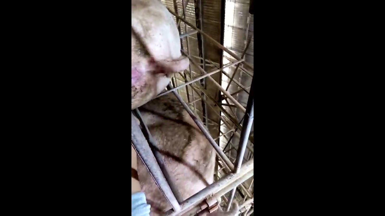  inseminasi  buatan  pada babi  YouTube