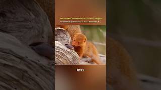 ¿Por qué el cálao es el protector de la mangosta? 😲🤝 #viral #shorts