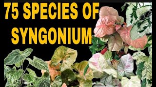 Different Varieties Of Syngonium Plant Identification