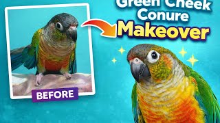 Green cheek conure nail trim and beak massage
