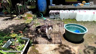 Waktunya Mandi | Kucing lucu | Cah ireng | Tayen