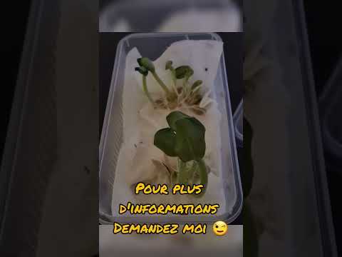 Vidéo: Pumpkin Growing - Comment et quand planter des graines de citrouille