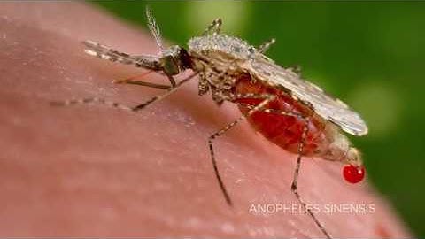 Predicting Malaria Outbreaks With NASA Satellites
