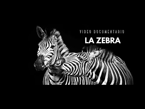 ♘ Cavalli || La Zebra || Documentario