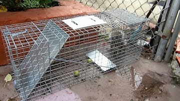 Squirrel Caught On Havahart 1079 Live Animal Professional-Style Cage In Philly.wmv