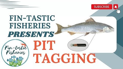 🌊 Exploring the Depths: Pit Tagging in Fish 🐟