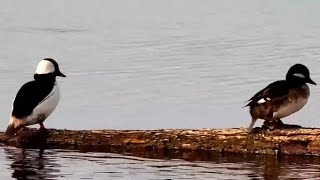 Mississippi River Flyway Cam. Buffleheads - explore 04-09-2022