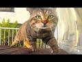 声を出さないモドキ　猫にも事情ってものがあるんだろう