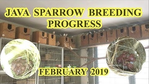 Java Sparrow Colony Progress||Fawn Java Progress 2019[urdu/hindi]