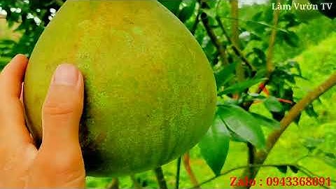 Đánh giá chất lượng trái bưởi ruby được ghép cải tạo năm đầu tiên, cây không chăm sóc chất lượng ok