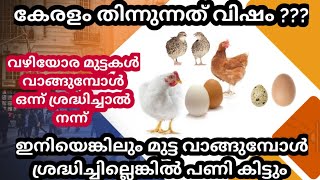 farming kerala I poultry farming kerala I nadan kozhi valarthala kerala I muttakozhi valarthal