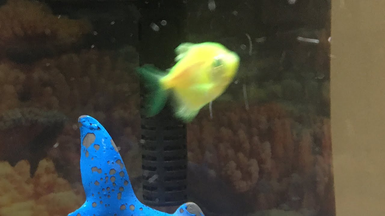 The Name’s Bond...James Bond. TALKING FISH - YouTube
