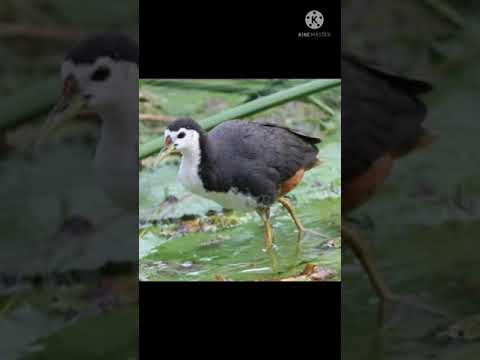 Tiếng Quốc Trống Mồi Cục Dành Cho Các Bạn Bẩy Quốc 8 9 2021