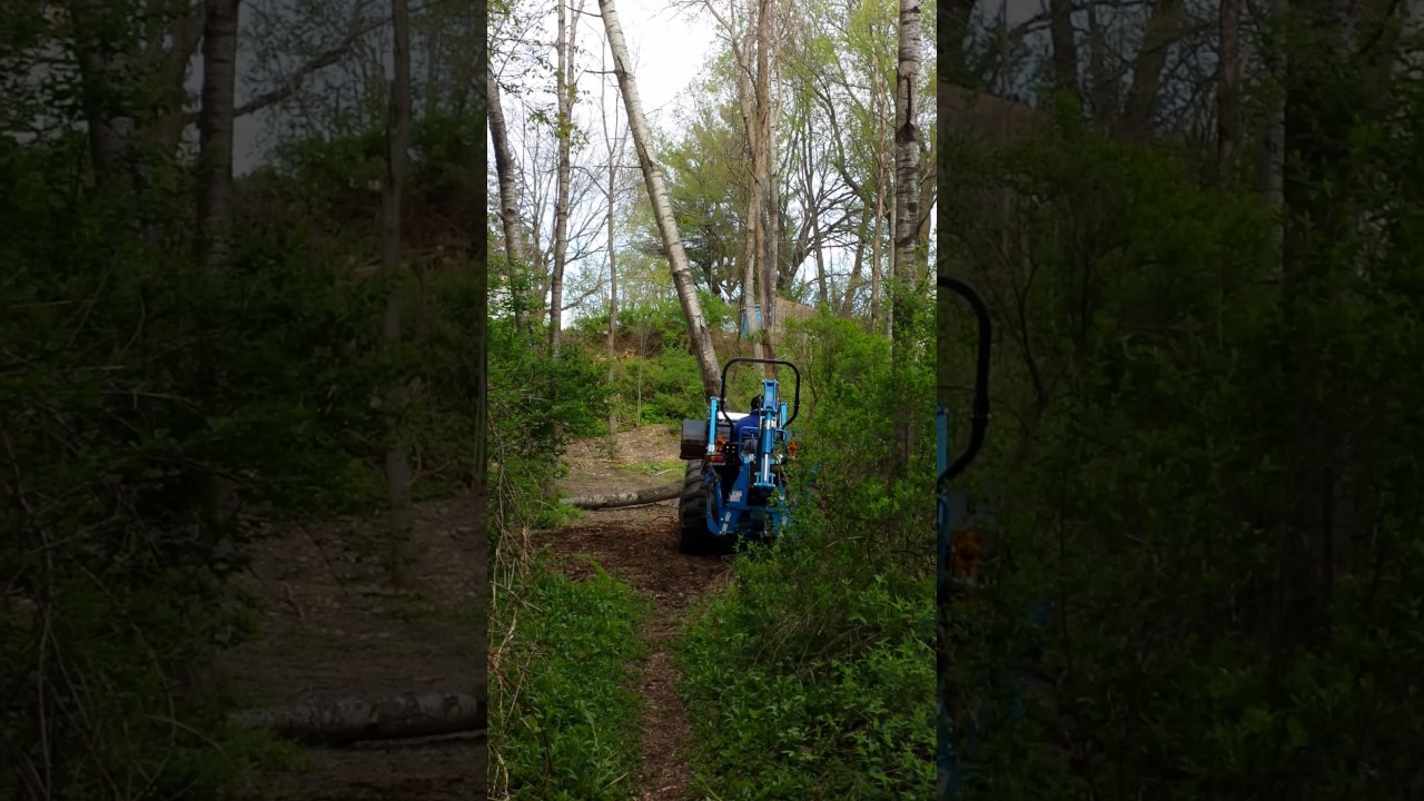 Felling 80' Poplar Tree ROOTS & ALL --- 20170509 1742521 - YouTube