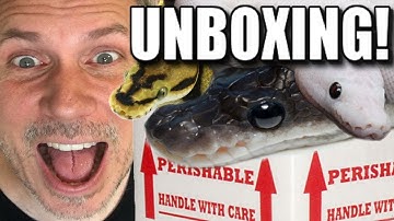 MOST INSANE SNAKE UNBOXING EVER!! | BRIAN BARCZYK