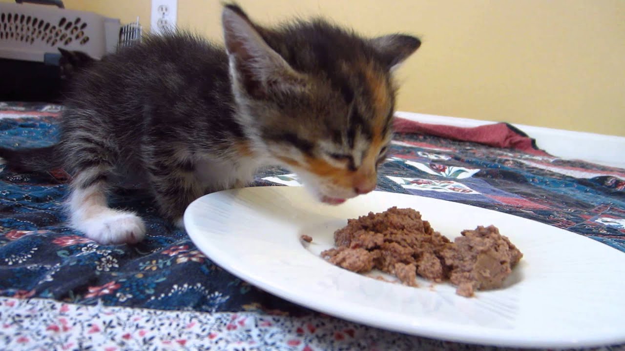 Tiny Foster Kitten Eating Purina Wet Food - 3 Weeks Old ...