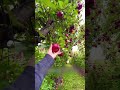 Это не ВИНОГРАД а яблоки 🤯🔥🍎