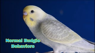Normal Budgie Behaviors by Budgie Breeder1 2,469 views 2 years ago 2 minutes, 43 seconds