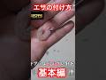 エサの付け方を少し変えるだけで、ヒット率の上昇に繋がります！#釣り　#エサの付け方　#オキアミの付け方　#フカセ釣り