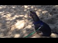Teaching a dog to swim in the ocean, Step Two: Training w/ Such Good Dogs. Teaching a dog to swim in the ocean, Step Two: Training w/ Such Good Dogs.