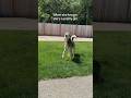 Pretty girls walk like this #siberianhuskies #prettydogs #doggielife